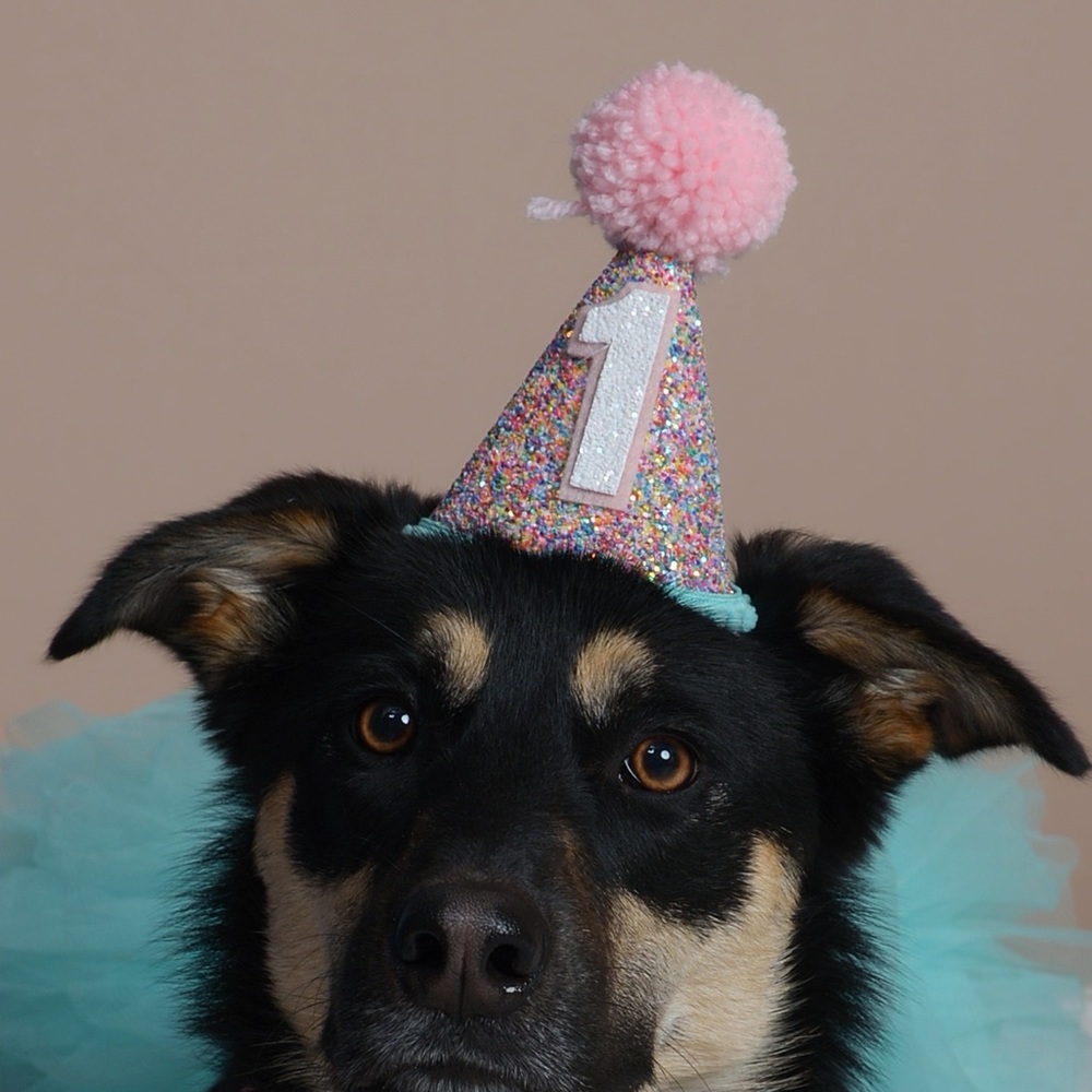 Dog Bday Hat